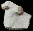 Detailed Lochovella (Reedops) Trilobite Pair - Oklahoma #68638-1